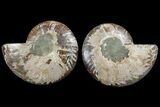 Agatized Ammonite Fossil - Madagascar #111530-1